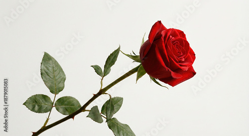 A single red rose with green leaves on a plain white background