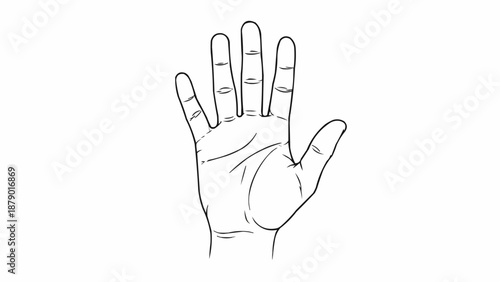 Detailed illustration of a human hand showing palm lines.