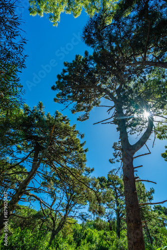 A forest with trees and a blue sky
