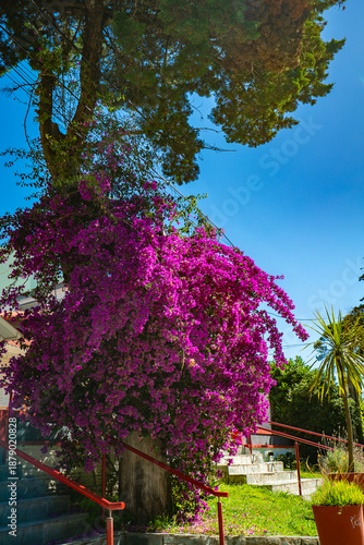 A tree with purple flowers is growing on a red railing