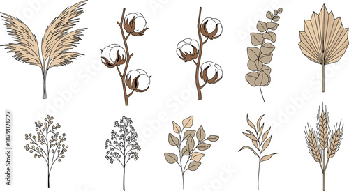 Set of dried boho plants including pampas grass, cotton flower, eucalyptus and wheat, vector illustration collection for wedding invitation, autumn decoration, or floral design.