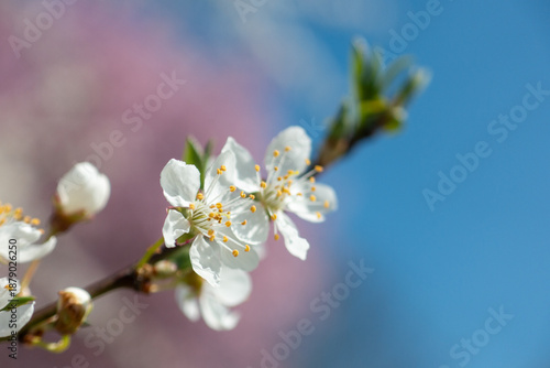 Φωτογραφία Prunier en fleurs