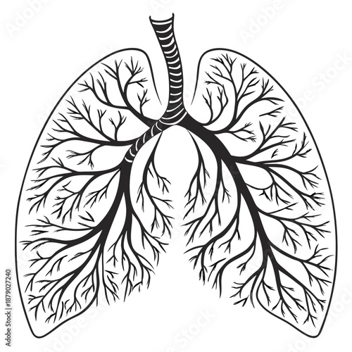 Detailed illustration of human lungs