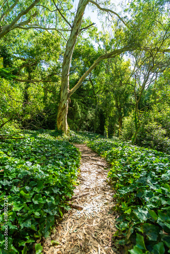 A path through a forest with a tree in the middle