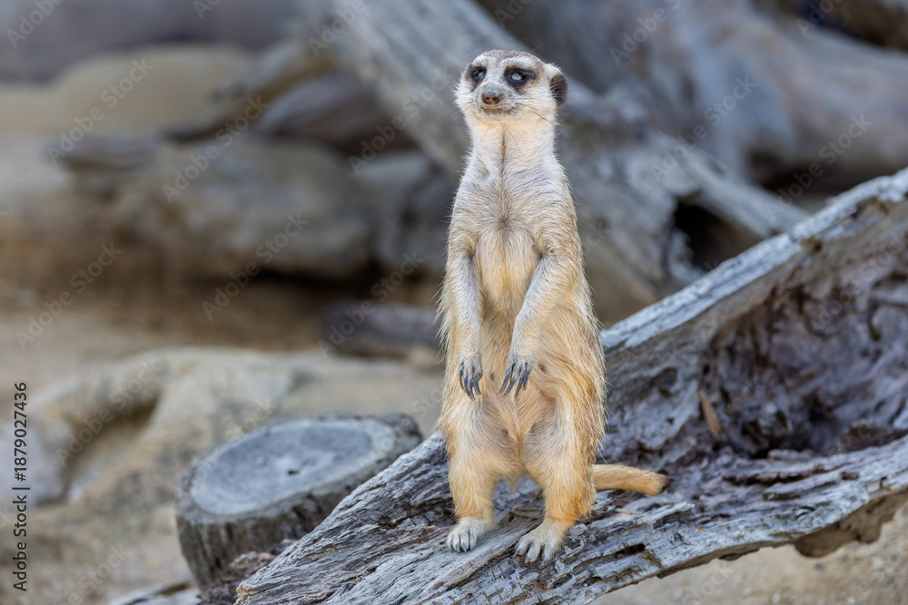 Fototapeta premium Close up of a Meercat standing looking into camera at alert on a gnarled tree stump.