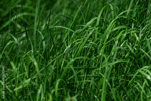 A dense patch of vibrant green grass fills the frame, showcasing the texture ...