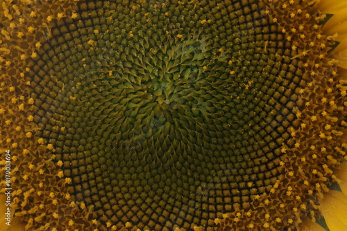 close up of sunflower