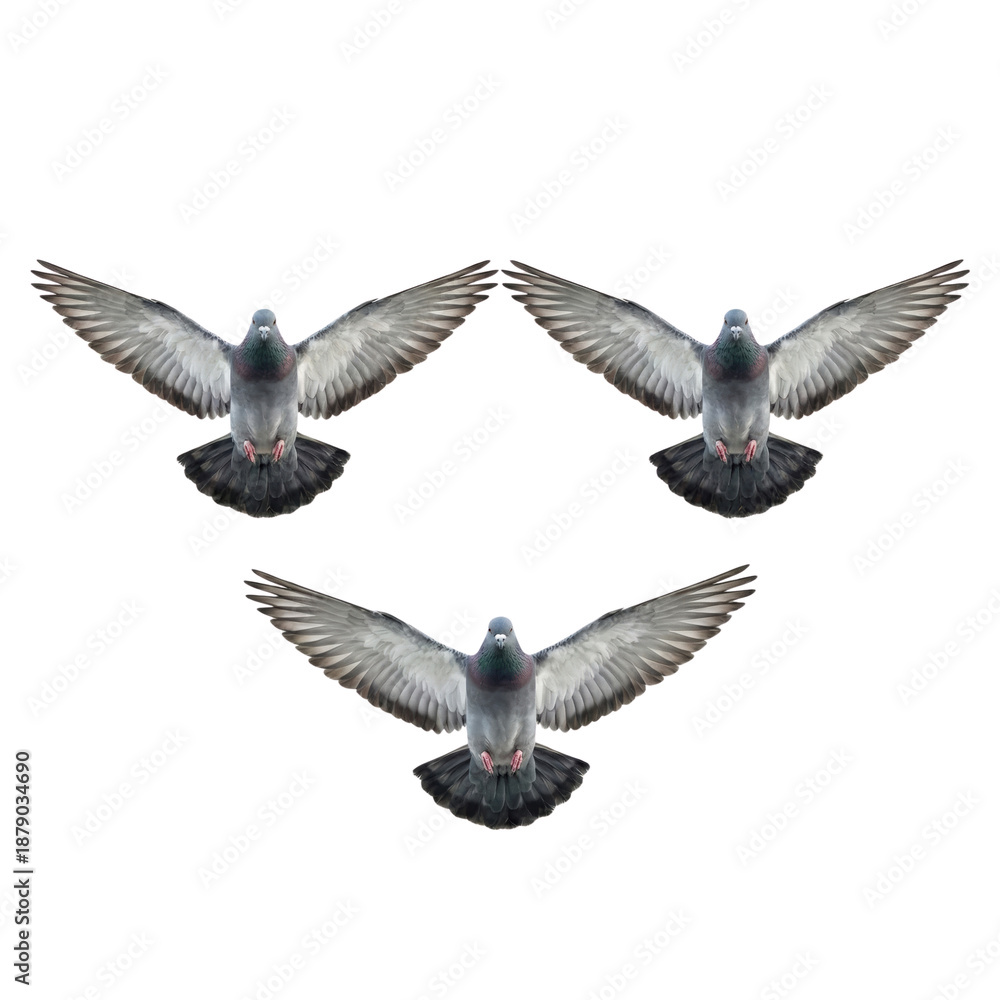 Obraz premium Three pigeons flying in formation isolated. Bird trio.