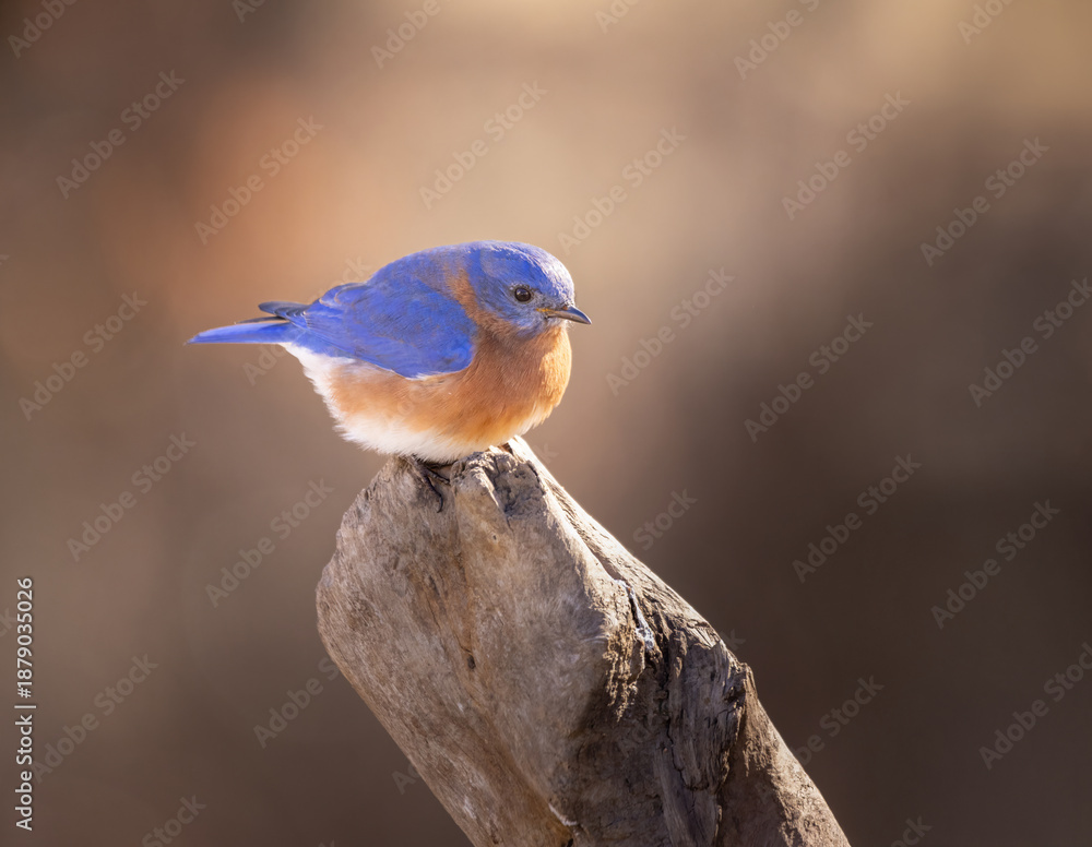 Obraz premium male bluebird on perch with colorful background