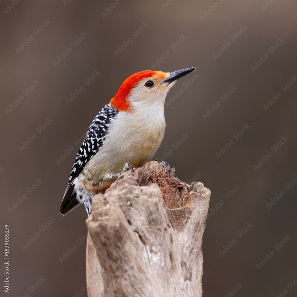 Fototapeta premium woodpecker on perch