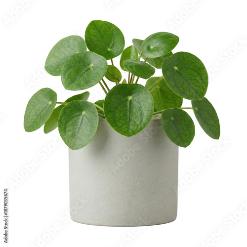 Cuadro en lienzo Pilea peperomioides money plant in pot isolated