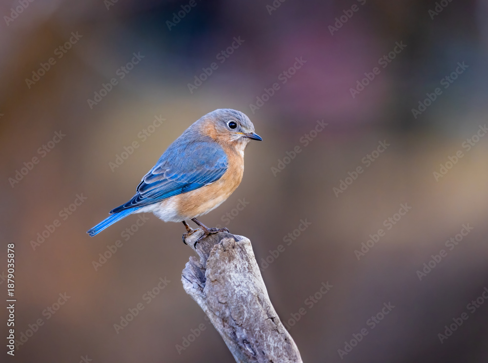 Fototapeta premium bluebird with colorful background
