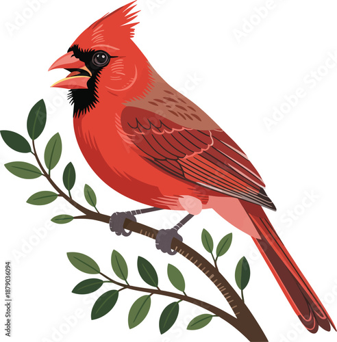 Vibrant red cardinal perched on branch on white background