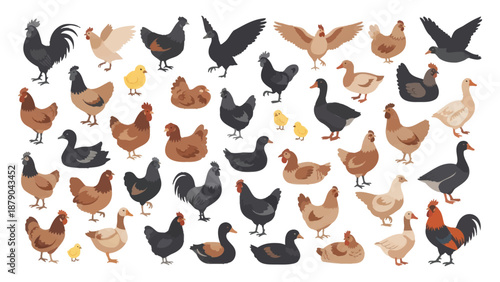 collection of chickens and ducks on white background