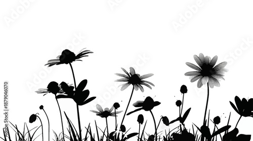 Elegant black and white silhouette of wild daisies and grass growing from the bottom, isolated on a clean white background, minimalist floral design.