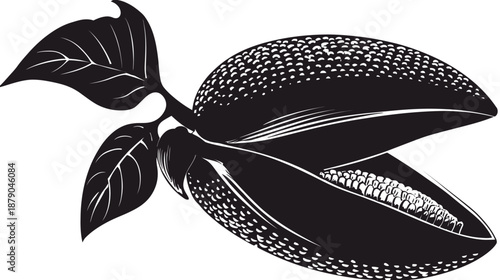 Detailed monochrome vector illustration of an open cocoa pod revealing beans with leaves, graphic botanical art.