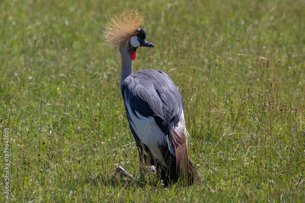 Obraz premium Grey Crowned Crane (Balearica regulorum) in Grassland