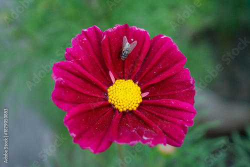 Tableau sur toile Vibrant pink flower with yellow center and bee, close-up shot in garden