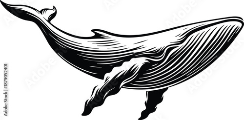 Vintage whale illustration detailed linocut style marine mammal for oceanographic or nautical themes isolated on white isolated on white background