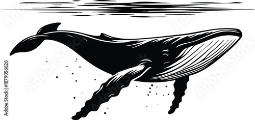 Giant humpback whale swimming just beneath the ocean surface vector illustration