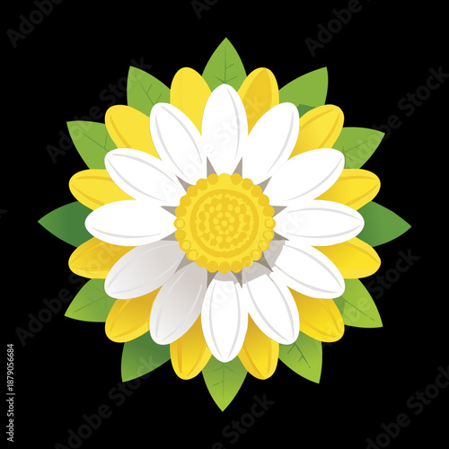 Large daisy flower head with white and yellow petals on a dark background for bold botanical
