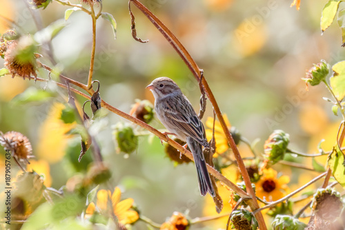 Sparrow sitting on a sunflower