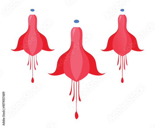 Three vibrant pink fuchsia flowers hanging gracefully with delicate petals in a simple and clean artistic style