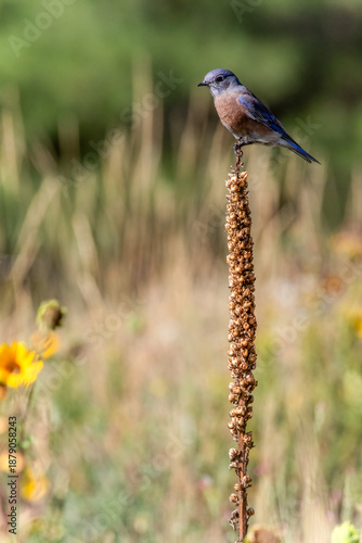 Western bluebird sitting on top of a plant