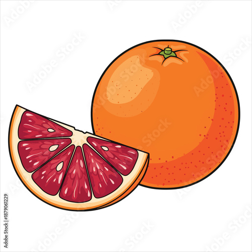 vector illustration of a blood orange