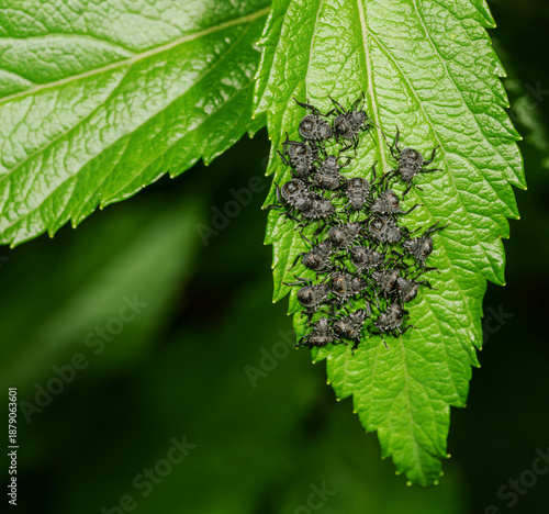 Photography Brown marmorated stink bugs on a leaf