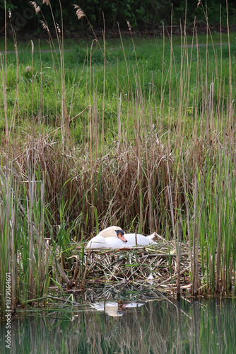 Swan Sitting on a Nest by the Water
