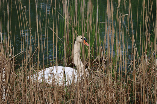 Swan on Nest Near Water