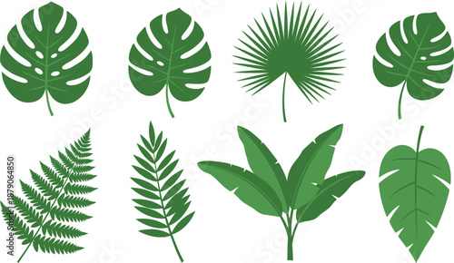 Flat vector set of 6 tropical leaf types monstera palm frond banana leaf and fern
