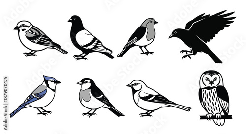 A collection of various bird species illustrated in black and white and gray tones on a plain background