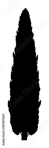 Cypress Tree Silhouette - Minimalist Vector Illustration