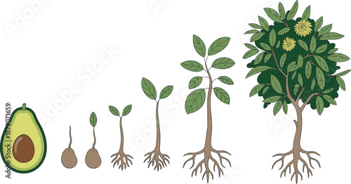 Avocado tree growth stages illustration showing seed germination, sprout, seedling, root development, and mature flowering avocado plant lifecycle for agriculture education