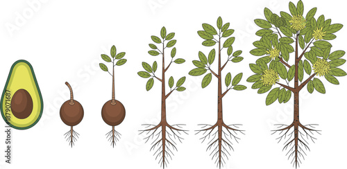 Avocado tree growth stages illustration showing seed germination, seedling, young tree, root development, and mature flowering avocado plant lifecycle for agriculture education