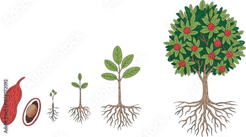 Fruit tree growth stages illustration showing seed, germination, seedling, young plant, root development, and mature fruit bearing tree lifecycle for agriculture education