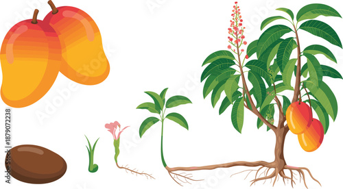 Mango tree growth stages illustration showing seed germination, sprout, seedling, flowering, root development, and ripe mango fruit lifecycle for agriculture education