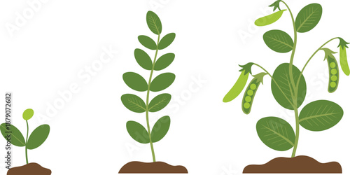 Pea plant growth stages illustration showing seedling, young plant, flowering, and pod development lifecycle for gardening, agriculture education, and vegetable farming concepts