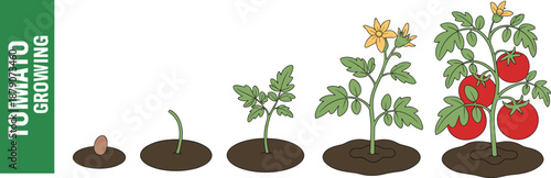 Tomato growing stages illustration showing seed, sprout, seedling, flowering plant, and ripe tomatoes lifecycle for gardening, agriculture education, and farming infographic
