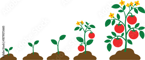 Tomato plant growth stages illustration showing seedling, young plant, flowering, fruit development, and ripe tomato harvest cycle for gardening and agriculture education