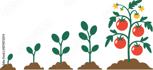 Tomato plant growth stages illustration showing sprout, seedling, young plant, flowering, and ripe tomato fruit development cycle for gardening and agriculture education