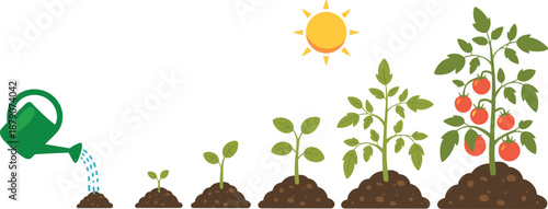 Tomato plant growth stages illustration showing watering, sunlight, seedling, young plant, flowering, and ripe tomato harvest lifecycle for gardening and agriculture education