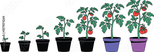 Tomato plant growth stages in pots illustration showing seedling, young plant, flowering, and ripe tomato fruit development for home gardening and agriculture education