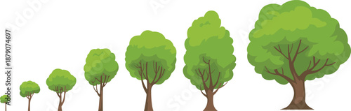 Tree growth stages illustration showing young sapling to mature tree development sequence for nature education, forestry concept, environmental growth cycle infographic
