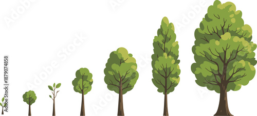 Tree growth stages illustration showing seedling, young sapling, developing tree, and mature forest tree lifecycle for nature education, ecology, and environmental concepts