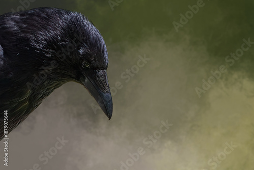 Black Raven Portrait Close-up Looking Down with Moody Background Representing Wisdom and Mystery with copy space