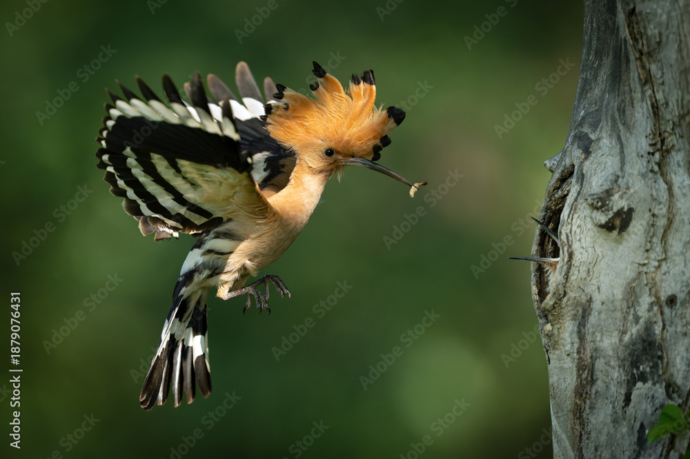 Fototapeta premium Eurasian hoopoe bird in early morning light ( Upupa epops )