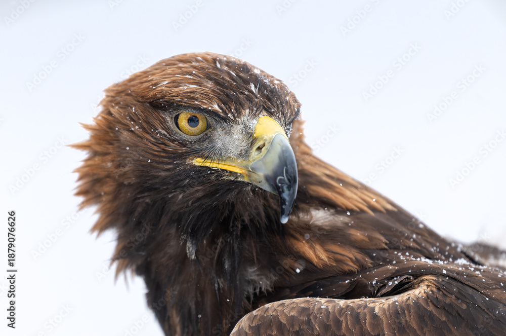 custom made wallpaper toronto digitalGolden Eagle (Aquila chrysaetos) close up